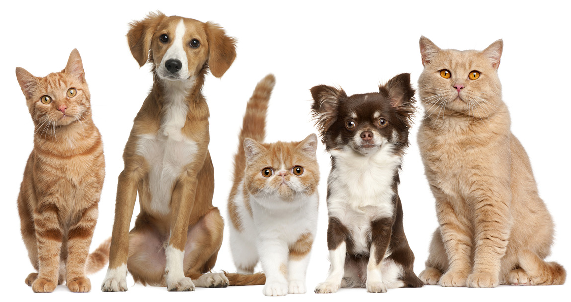 catsanddogs